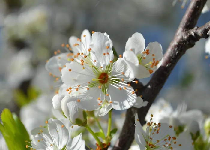 Lägenhet Ar De Mar Alvor